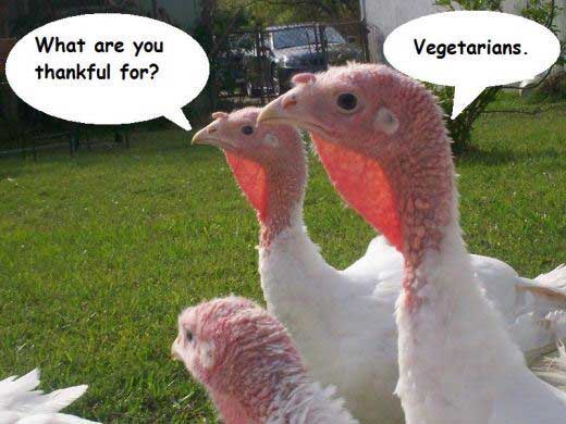 Thanksgiving Turkey Jokes